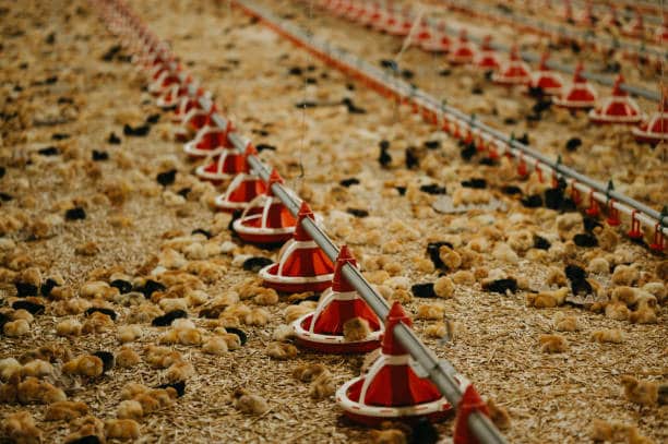 خرید و قیمت مکمل های دام و طیور + فروش صادراتی